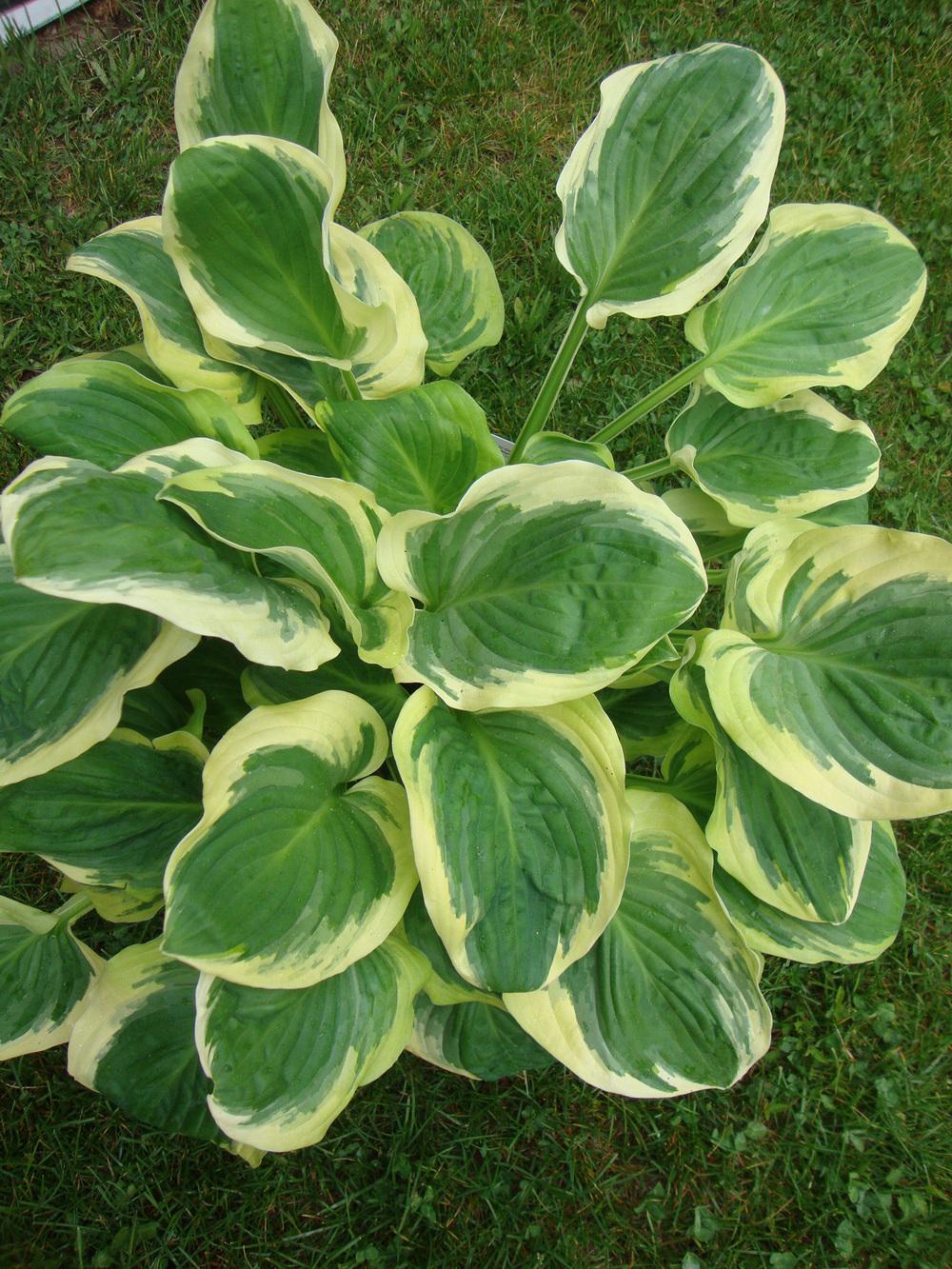 Photo of Hosta 'Diana Remembered' uploaded by Paul2032