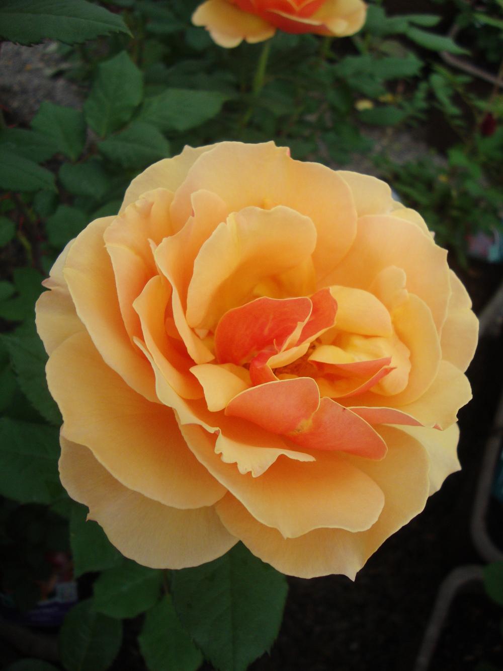 Photo of Rose (Rosa 'About Face') uploaded by Paul2032