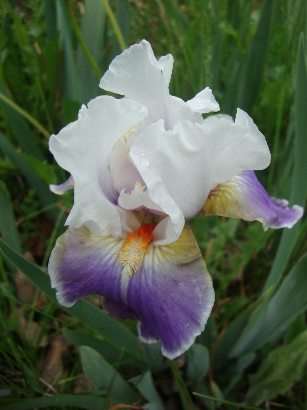 Photo of Intermediate Bearded Iris (Iris 'Dazzling') uploaded by Paul2032