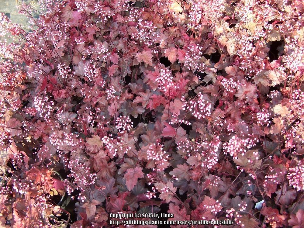Photo of Coral Bells (Heuchera 'Fire Chief') uploaded by chickhill