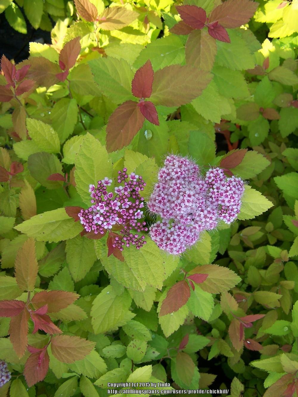 Photo of Spirea (Spiraea Double Play® Big Bang) uploaded by chickhill