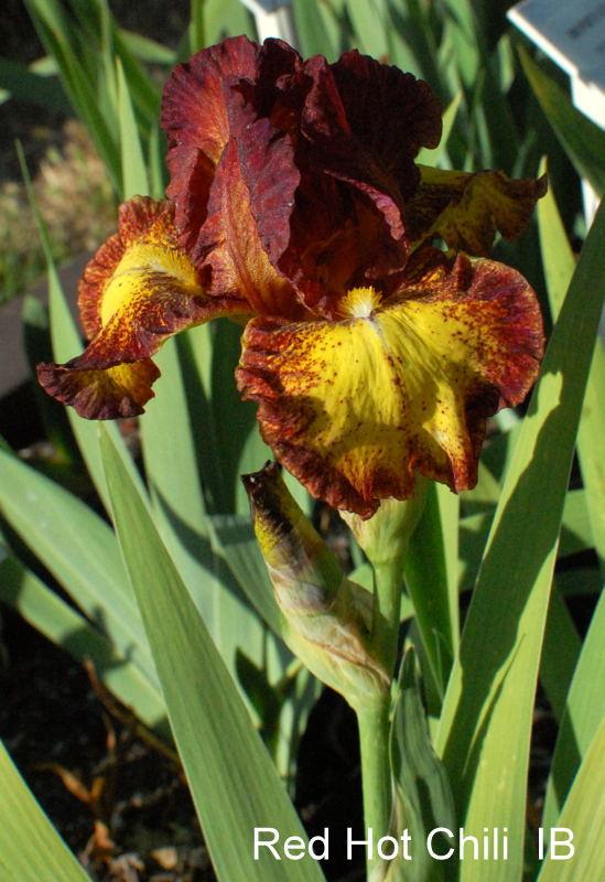 Photo of Intermediate Bearded Iris (Iris 'Red Hot Chili') uploaded by coboro