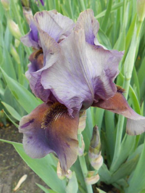 Photo of Border Bearded Iris (Iris 'Jungle Shadows') uploaded by crowrita1