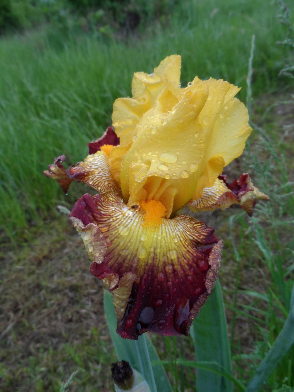 Photo of Tall Bearded Iris (Iris 'Burst of Glory') uploaded by hazeleyes