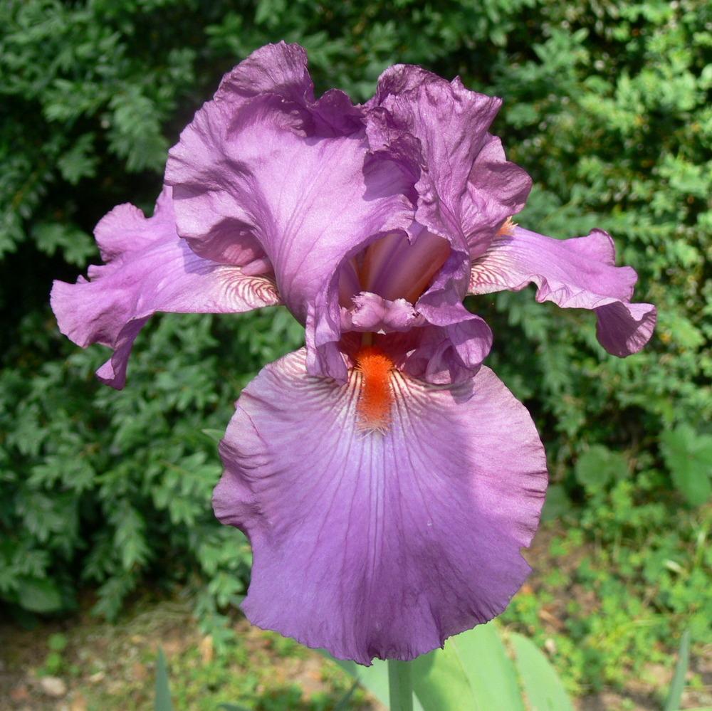 Photo of Tall Bearded Iris (Iris 'Sheer Ecstasy') uploaded by janwax