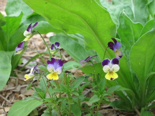 Photo of Johnny Jump-Up (Viola tricolor) uploaded by kylaluaz