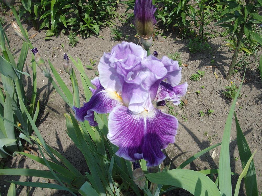 Photo of Tall Bearded Iris (Iris 'Fancy Dress') uploaded by pasla3