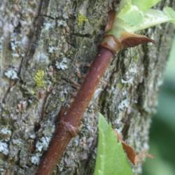 Location: Allentown, Pennsylvania
Date: 2015-05-15
showing the aerial roots attaching to its support tree's bark