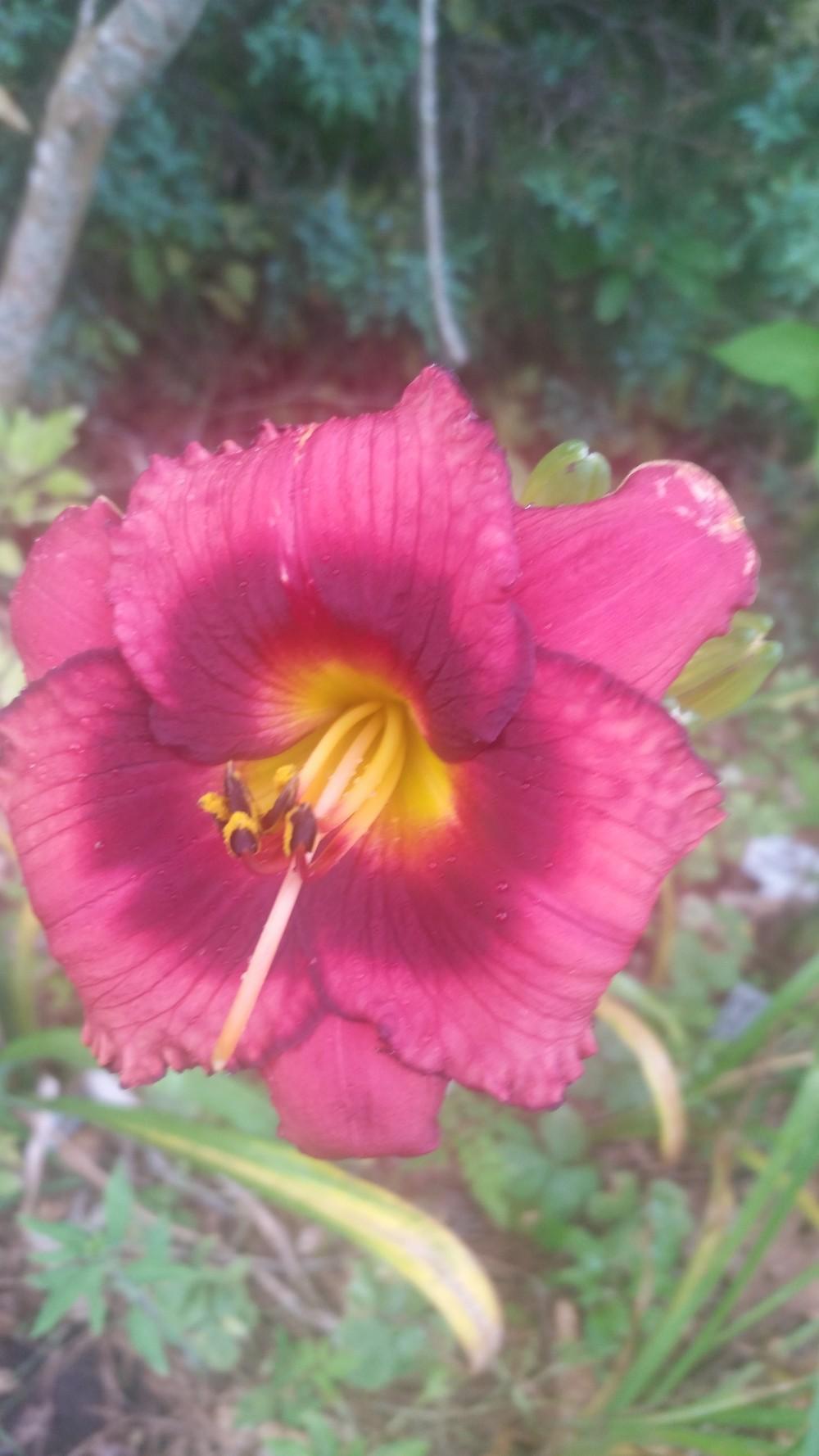 Photo of Daylily (Hemerocallis 'Spacecoast Technical Knock Out') uploaded by value4dollars