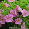 Bumblebee on Aloha Pink 