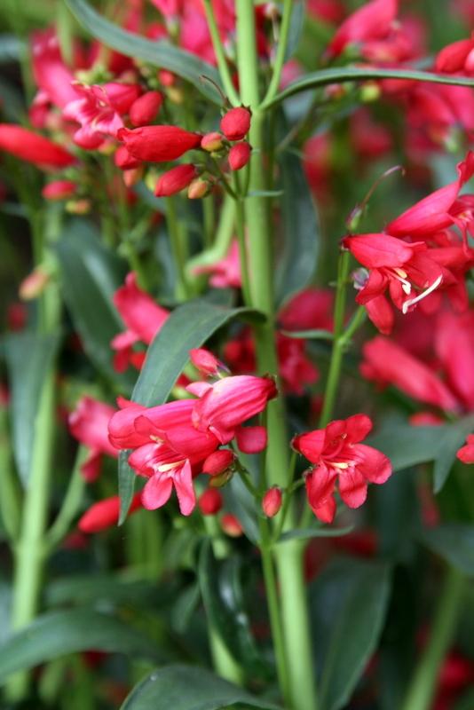Photo of Penstemon Riding Hood Red uploaded by Calif_Sue