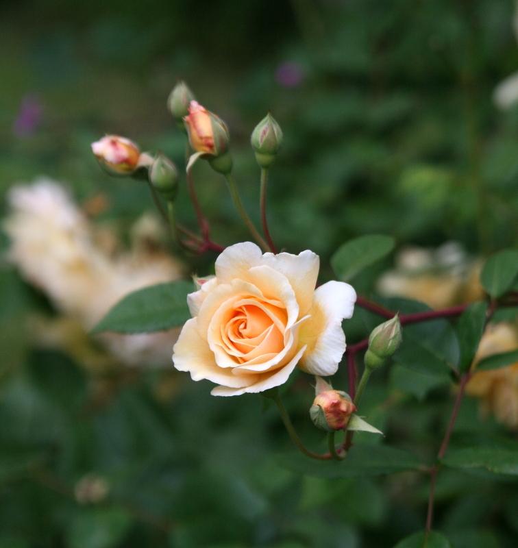 Photo of Hybrid Musk Rose (Rosa 'Buff Beauty') uploaded by Calif_Sue