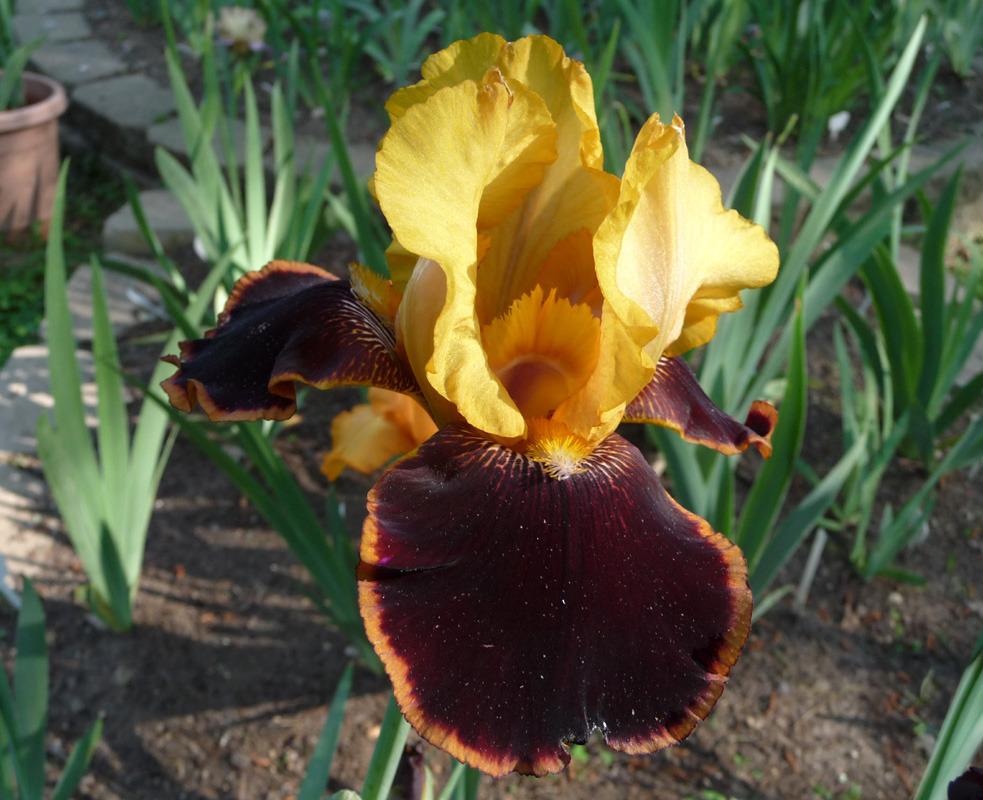 Photo of Tall Bearded Iris (Iris 'Intense Emotions') uploaded by Lestv