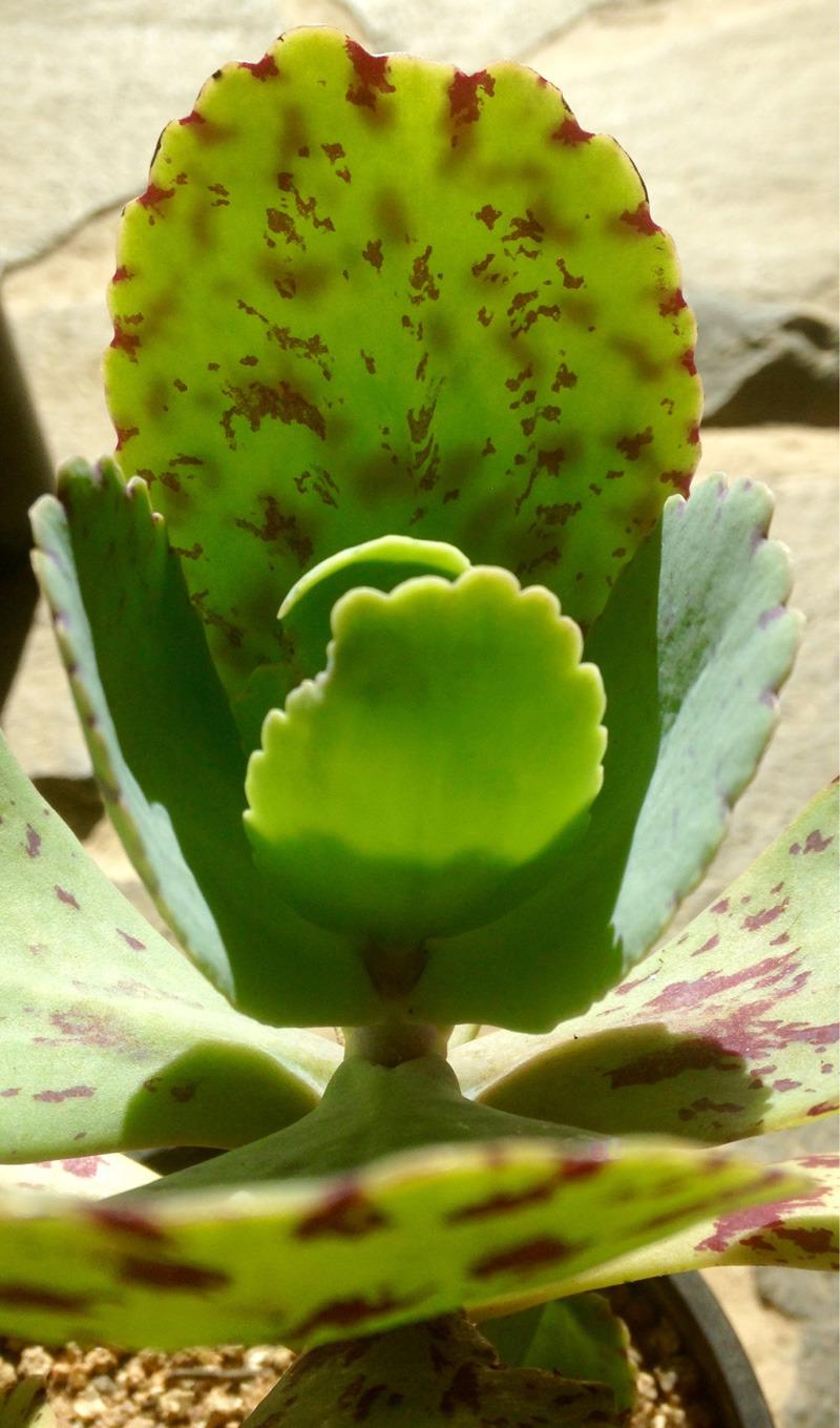 Photo of Spotted Kalanchoe (Kalanchoe marmorata) uploaded by Sunlover