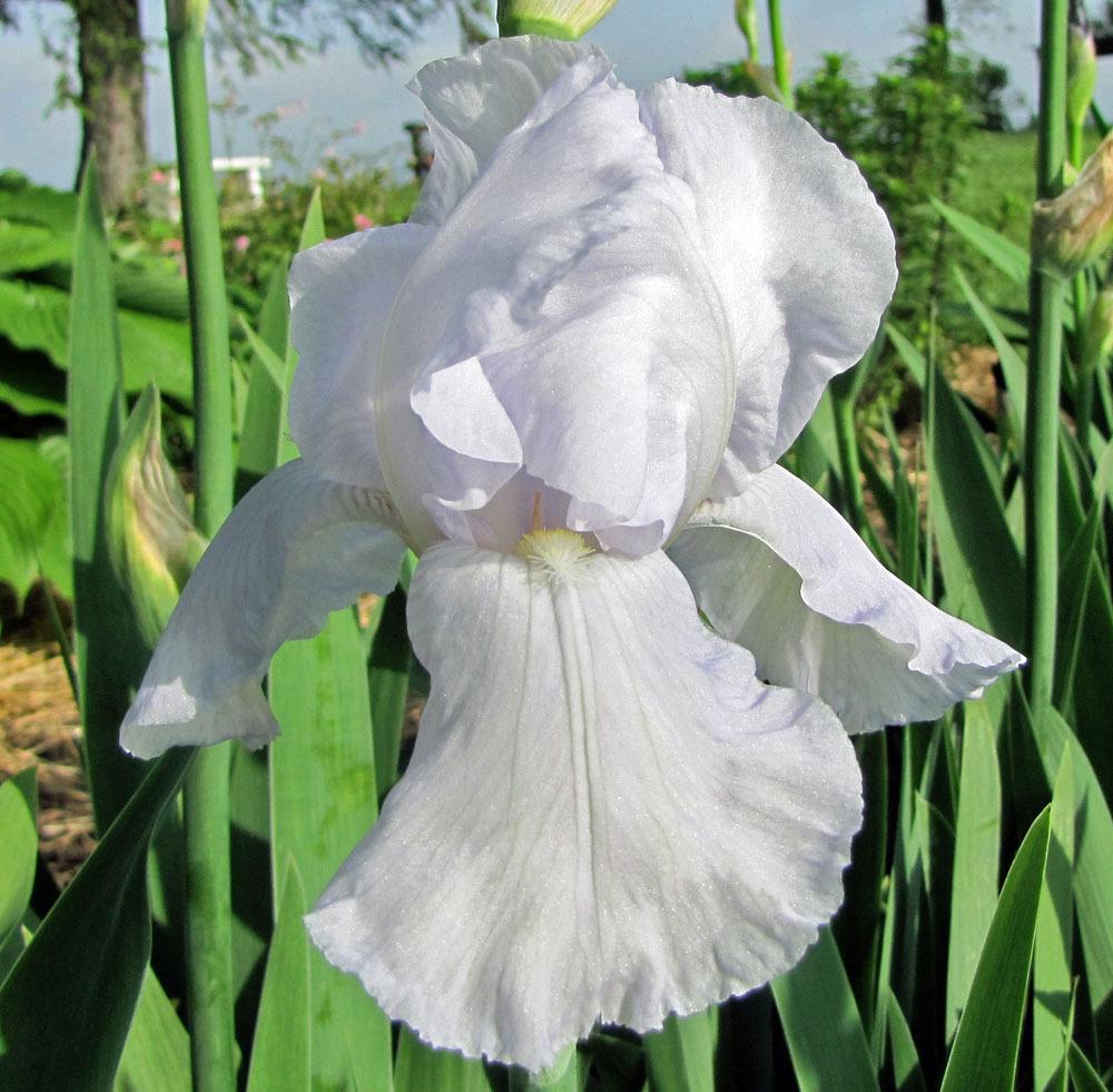 Photo of Tall Bearded Iris (Iris 'Snow Flurry') uploaded by TBGDN