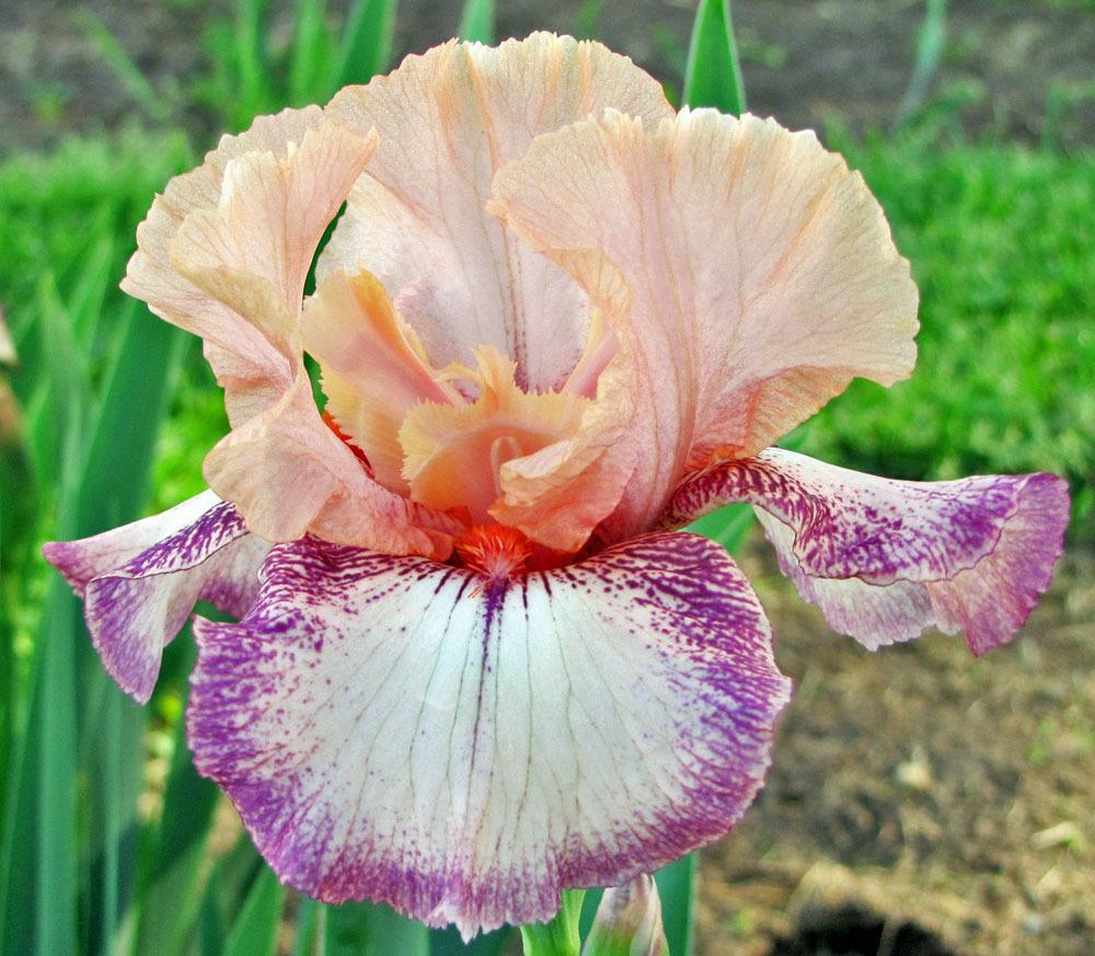 Photo of Border Bearded Iris (Iris 'Delightful Kid') uploaded by TBGDN