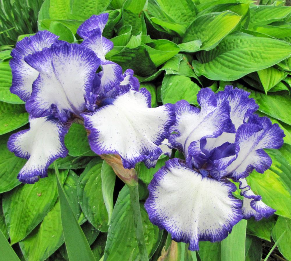 Photo of Tall Bearded Iris (Iris 'Rare Treat') uploaded by TBGDN