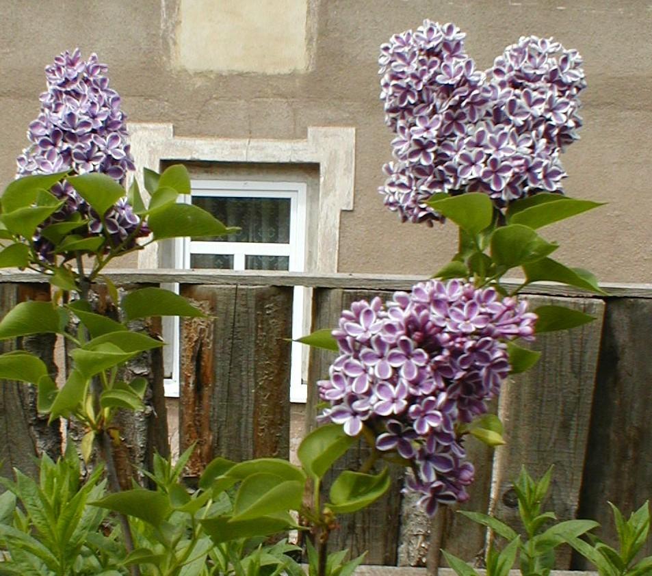 Photo of Common Lilac (Syringa vulgaris 'Sensation') uploaded by admin