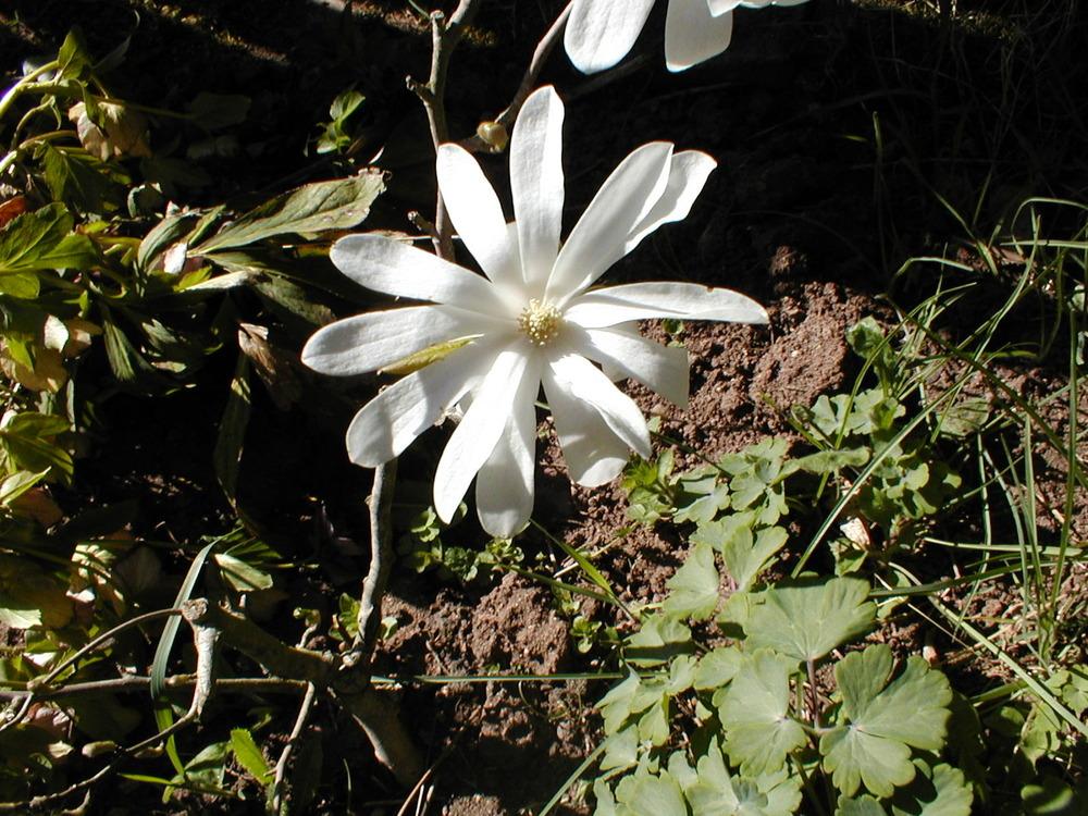 Photo of Star Magnolia (Magnolia stellata 'Royal Star') uploaded by admin
