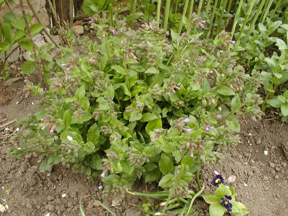 Photo of Soldiers and Sailors (Pulmonaria officinalis) uploaded by admin