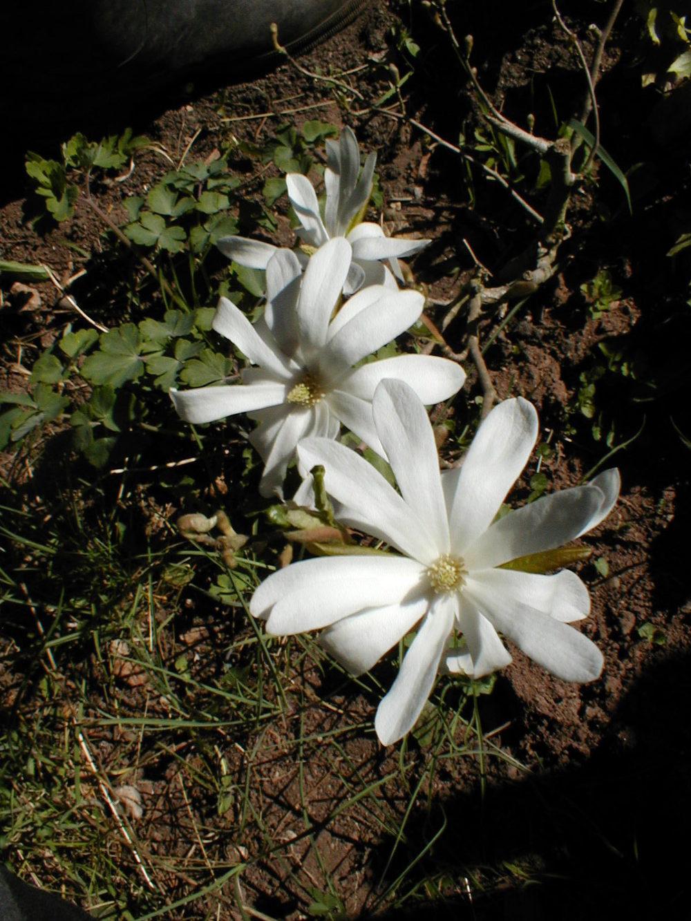 Photo of Star Magnolia (Magnolia stellata 'Royal Star') uploaded by admin