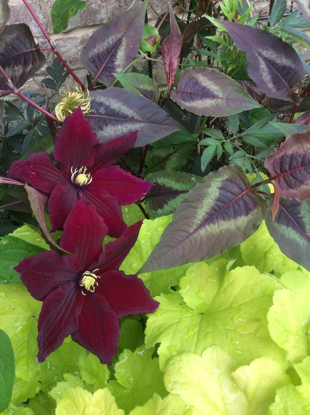 Photo of Clematis Rosemoor™ uploaded by clintbrown