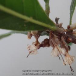 Location: Critter's sunroom in Frederick MD
Date: 2015-05-02
tiny papery white blooms hug the twigs