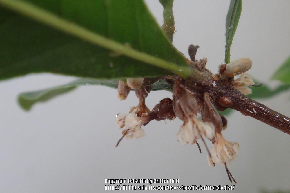 Photo of Miracle Berry (Synsepalum dulcificum) uploaded by critterologist
