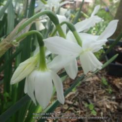 Location: Critter's garden in Frederick MD
Date: 2015-04-21
shows typical nodding habit of blooms