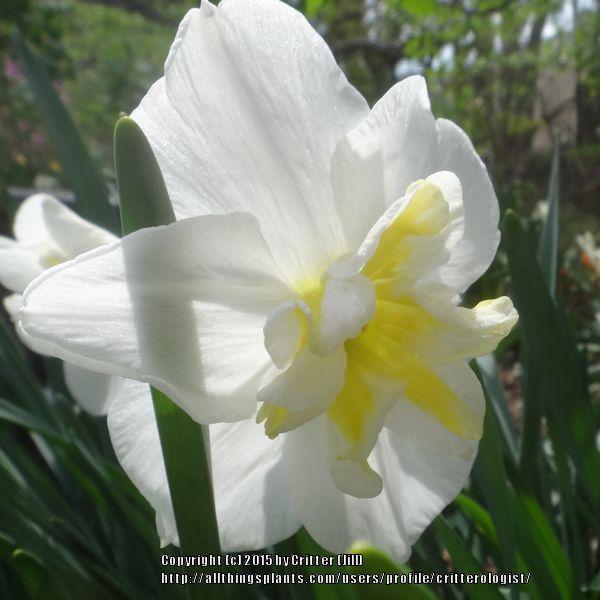 Photo of Split-Cupped Papillon Daffodil (Narcissus 'Lemon Beauty') uploaded by critterologist