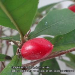 Location: Critter's sunroom in Frederick MD
Date: 2015-05-02
Ripe fruit!