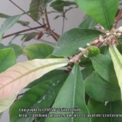 Location: Critter's sunroom in Frederick MD
Date: 2015-05-02
New leaves emerge cream-colored