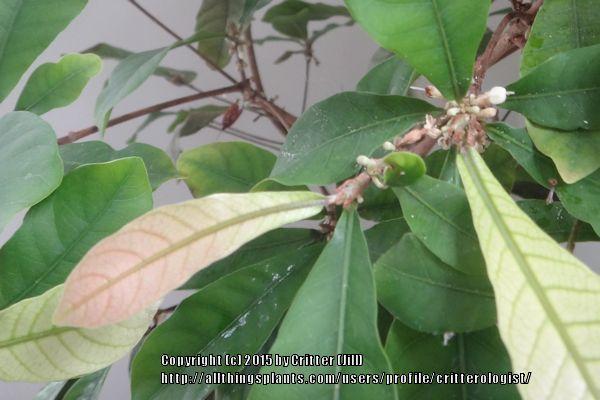 Photo of Miracle Berry (Synsepalum dulcificum) uploaded by critterologist