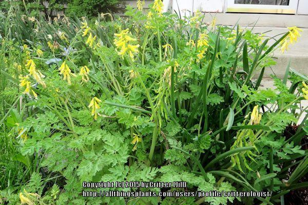 Photo of Yellow Corydalis (Pseudofumaria lutea) uploaded by critterologist
