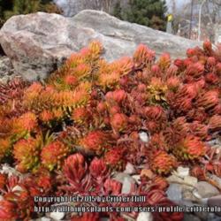 Location: National Aviary garden maintained by Allegheny Rock Garden Society
Date: 2015-03-15
great winter color, shows up from across the parking lot!