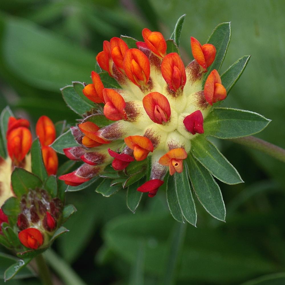 Photo of Lady's Fingers (Anthyllis coccinea) uploaded by dirtdorphins