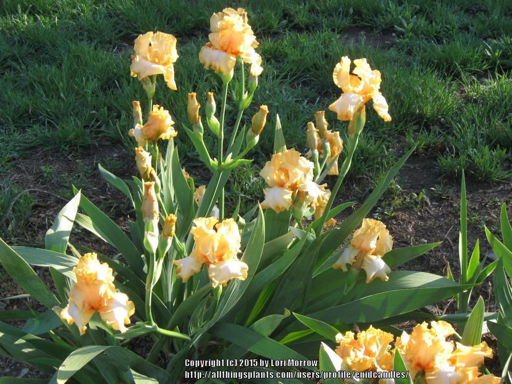 Photo of Tall Bearded Iris (Iris 'Amber Amulet') uploaded by enidcandles