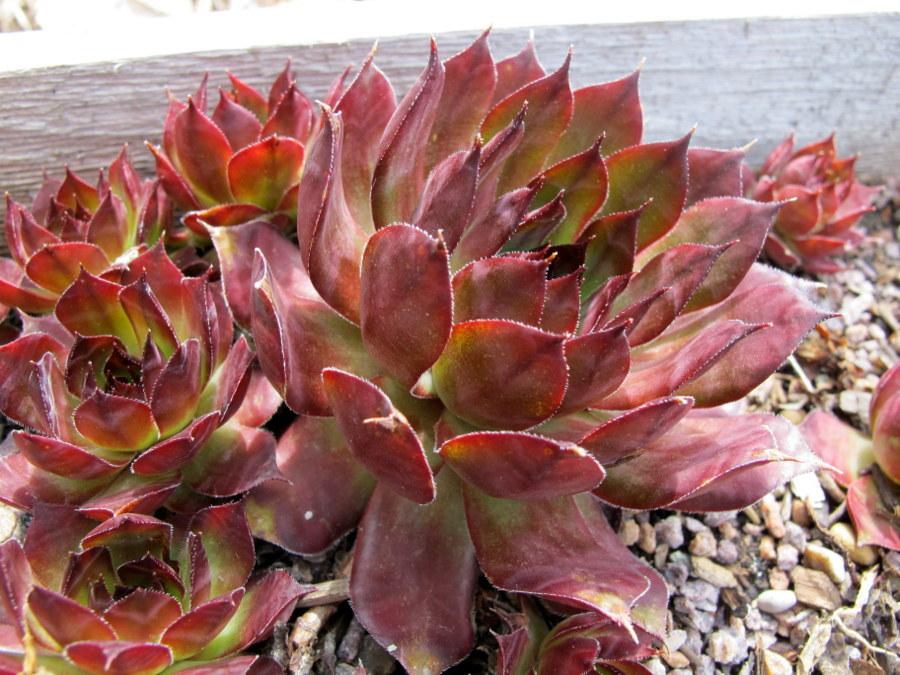 Photo of Hen and Chicks (Sempervivum 'Benny Hill') uploaded by goldfinch4
