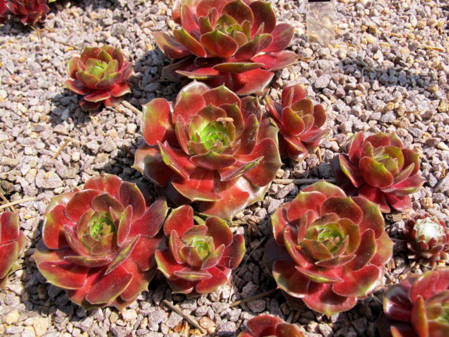 Photo of Hen and Chicks (Sempervivum 'Aaron') uploaded by goldfinch4