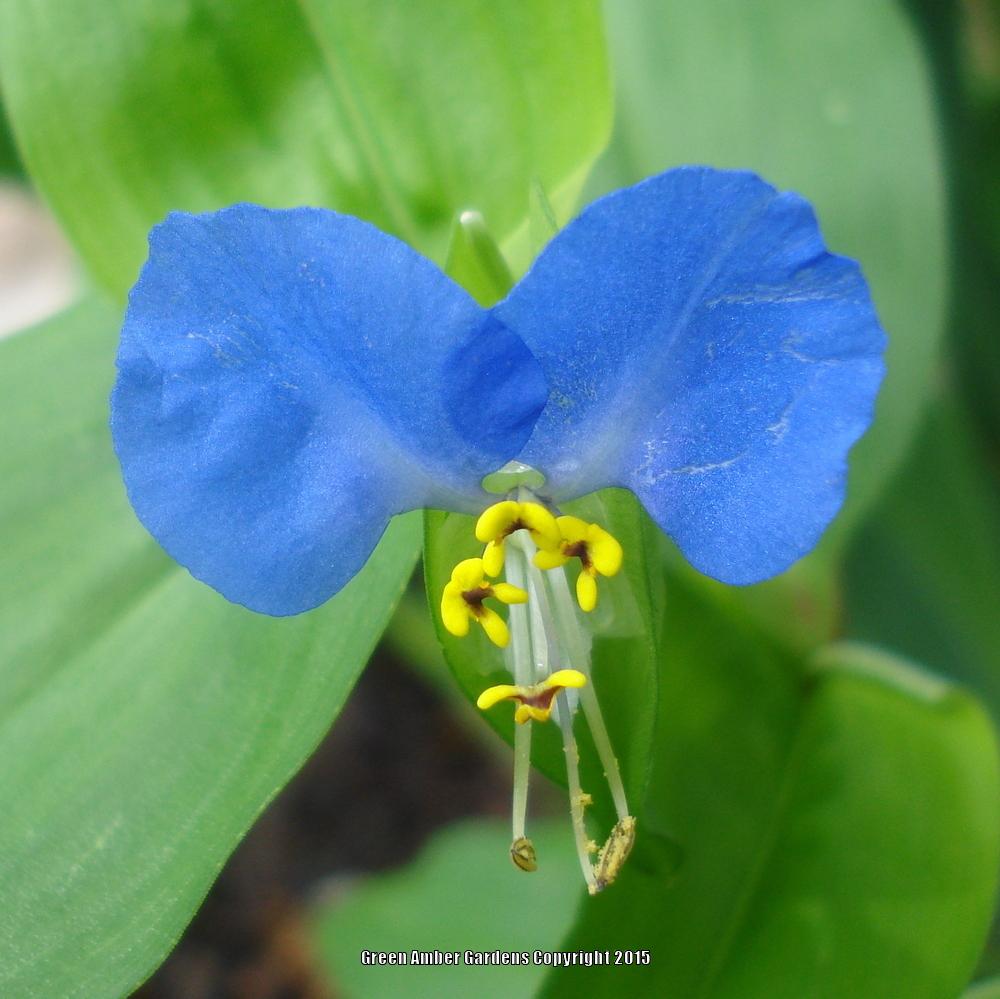 Photo of Asiatic Dayflower (Commelina communis) uploaded by lovemyhouse