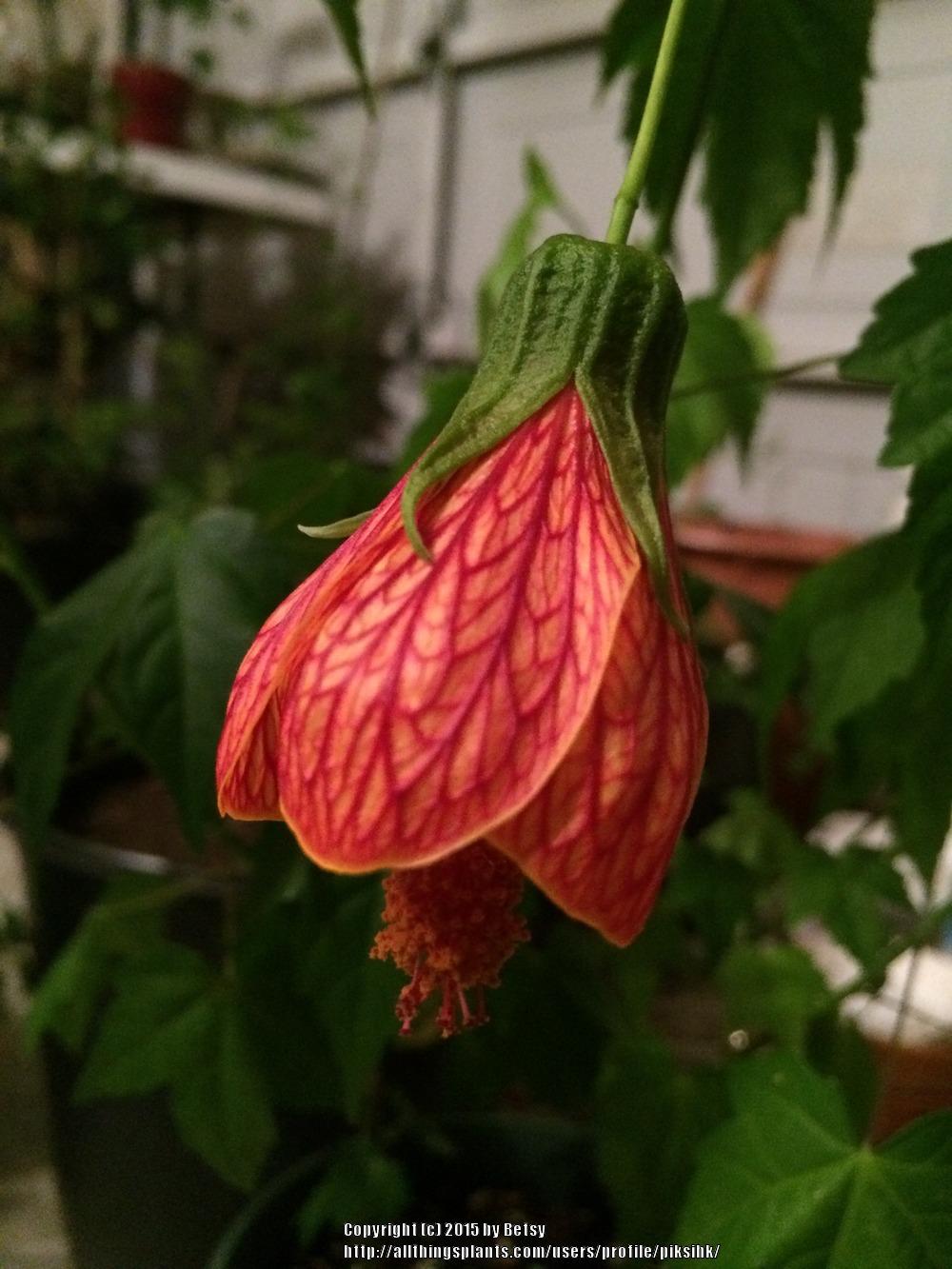 Photo of Abutilons (Callianthe) uploaded by piksihk