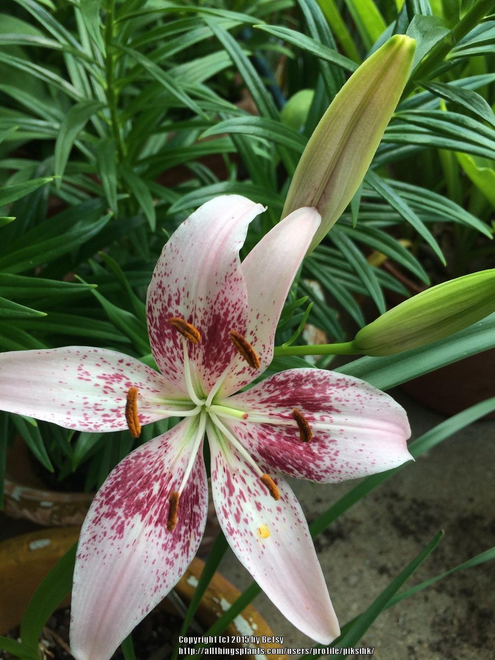 Photo of Lily (Lilium 'Dot Com') uploaded by piksihk