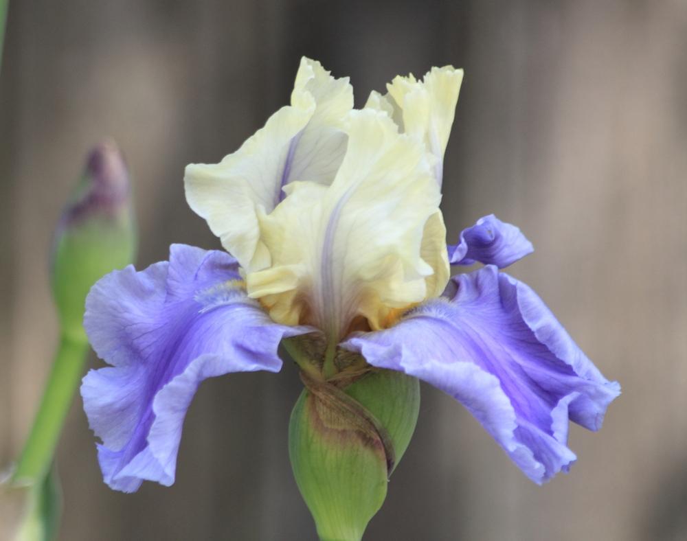 Photo of Tall Bearded Iris (Iris 'Silk Road') uploaded by DancingGenes