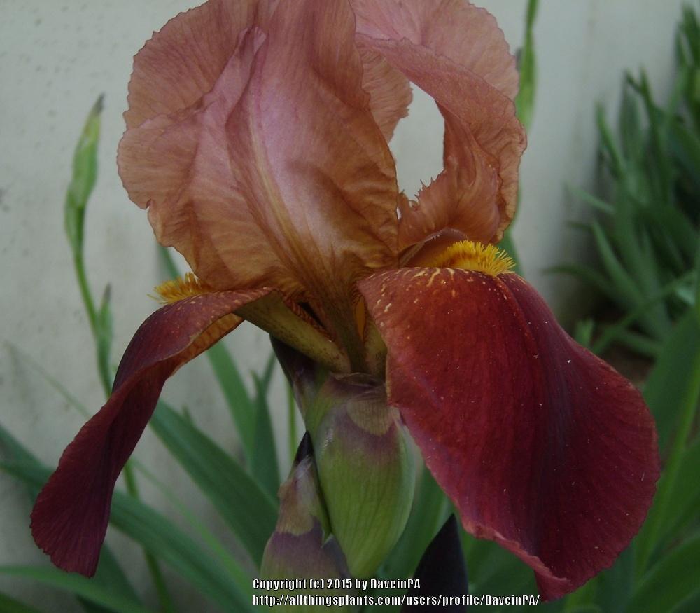 Photo of Tall Bearded Iris (Iris 'Prairie Flame') uploaded by DaveinPA