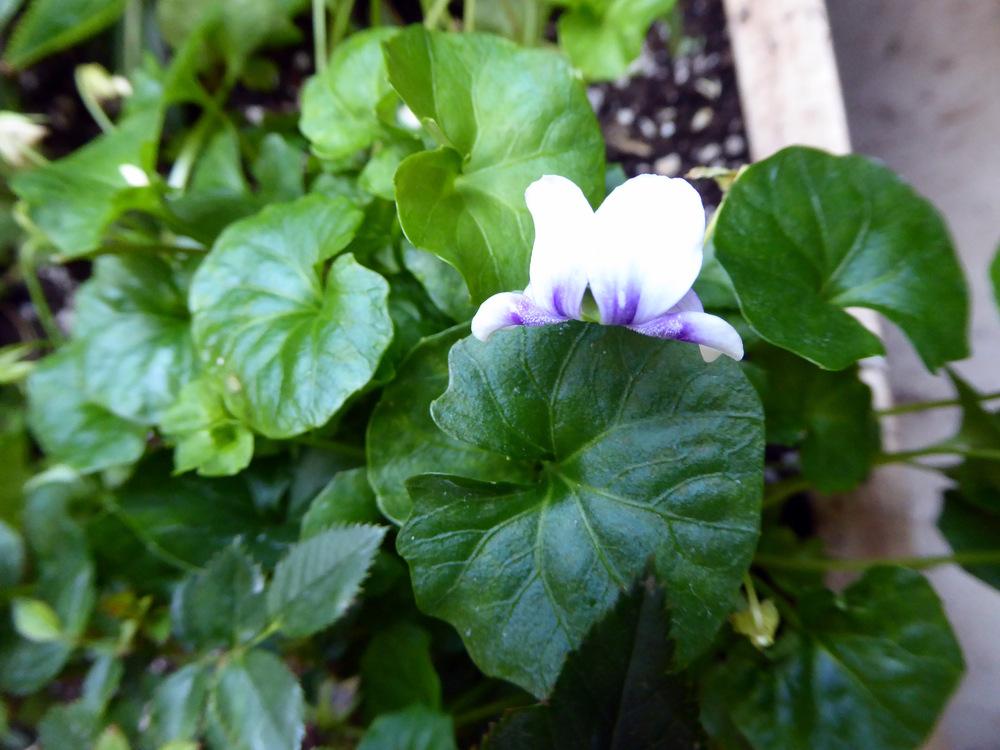 Photo of Ivy-Leaf Violet (Viola hederacea) uploaded by JulieB