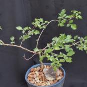 Commiphora africana  (click on)
