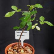 Commiphora marlothii seedling.