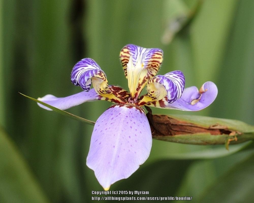 Photo of Walking Iris (Trimezia coerulea) uploaded by bonitin