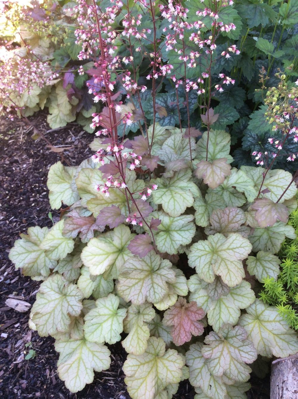 Photo of Coral Bells (Heuchera villosa 'Pinot Gris') uploaded by clintbrown