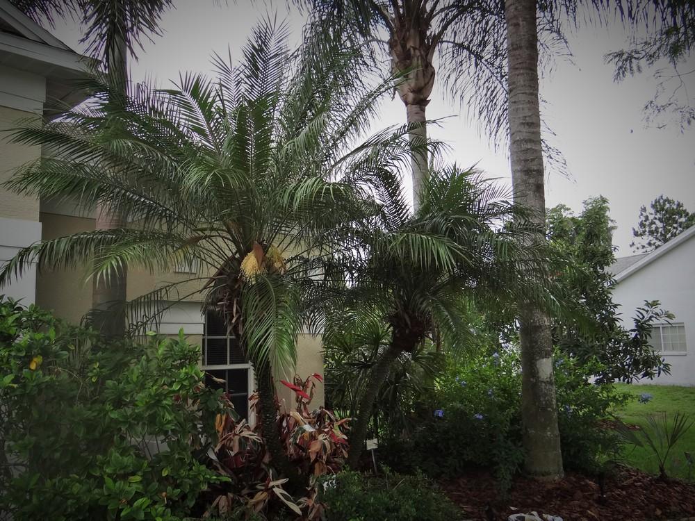 Photo of Pygmy Date Palm (Phoenix roebelenii) uploaded by hawkarica